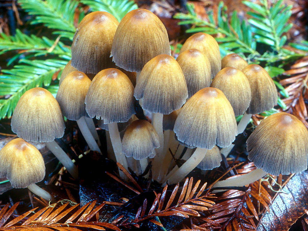 Mushroom Identification Help Houseplant Growth Fungus Ask
