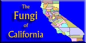 Fungi of California