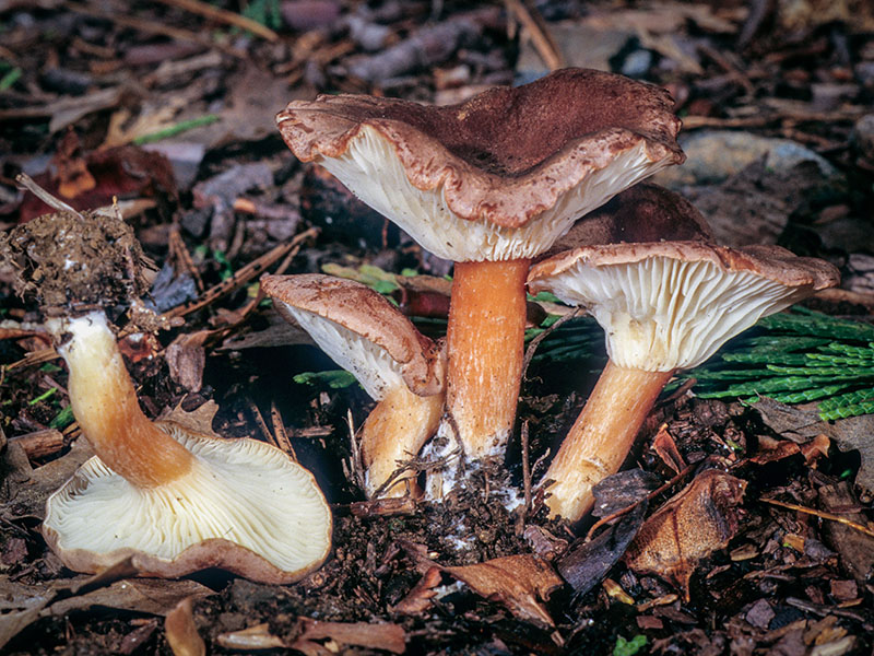 Clitocybe squamulosa © Michael Wood -- Click for Larger Image