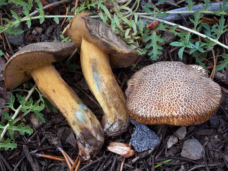 Suillus tomentosus