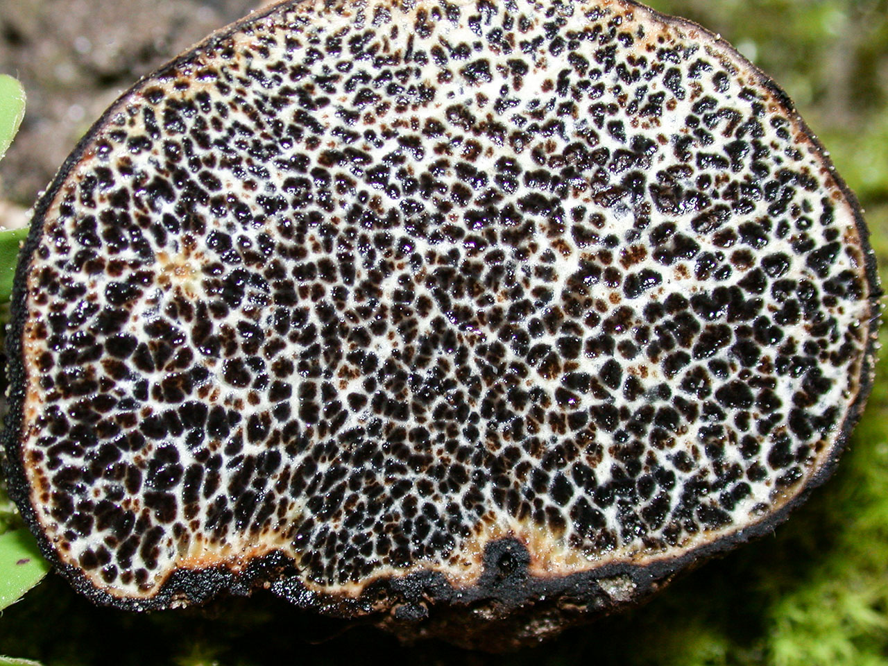 California Fungi: Melanogaster tuberiformis