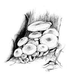 Honey Mushroom -- Click for larger image